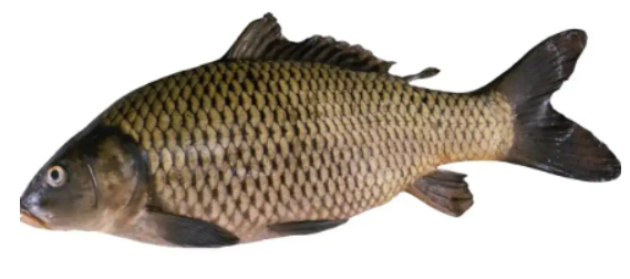 Короп с/м, нерозібраний, 1000-2000г, ДСТУ 4868, 1 кг